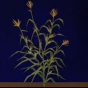 Drawing of how the teosinte plant may have looked thousands of years ago. Used in the Disney short film The Grain That Built a Hemisphere, 1943.