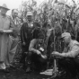 Black and white photograph of individuals evaluating stalks and ears of the corn in a field to select the best seed for the following year, c.1940s.