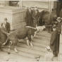 Black and white photograph of a starving cow and horse brought to the State Capitol by farmers to dramatize their demands for relief, 1935.