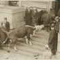 Black and white photograph of a starving cow and horse brought to the State Capitol by farmers to dramatize their demands for relief, 1935.