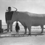 Paul Bunyan and Babe the Blue Ox statues, ca. 1950
