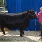 Color image of 4-H club member and her prize-winning steer at the Polk County Fair, 2015.