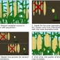 Color drawing of the four steps involved in the selective reproduction of better seed.