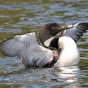 A loon stretching