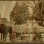 A.B. Lyman transports Grimm alfalfa seeds from his farm, Alfalfadale, near Chanhassen.  Circa 1902-1910.