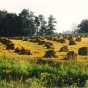 Amish Field