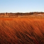 Color image of Bluestem (prairie grass) with a quartzite outcrop in the background inside Blue Mounds State Park, 1998.