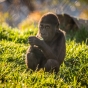 Baby gorilla in the Gorilla Forest exhibit, Como Zoo