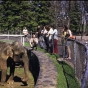 Photograph of Bessie the elephant at the Lake Superior Zoo, 1974.