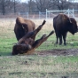 Color image of Bison at Minneopa State Park, ca. 2015. 