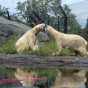 Polar bears Buzz and Neil in their habitat at Como Zoo