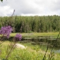 Color image of the central beaver wetland complex in Lake Vermilion–Soudan Underground Mine State Park. Photograph by Minnesota Department of Natural Resources Staff, August 1, 2010.