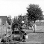 Incarcerated woman feeding pigs