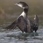 Loon emerging from water