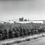 American Crystal Sugar factory, Moorhead