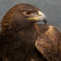 Color image of Donald, a male golden eagle and National Eagle Center ambassador.