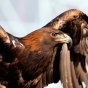 Color image of Donald, a male golden eagle and National Eagle Center ambassador, spreading his wings. Photographed by Janet Killian.