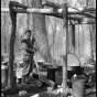 Making maple sugar on the Mille Lacs Reservation of Ojibwe