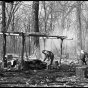 Making maple sugar on the Mille Lacs Reservation of Ojibwe