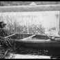 Men harvesting wild rice