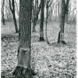 Maple trees in maple sugar camp