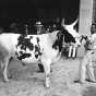 Black and white photograph of a steer being exhibited at the Minnesota State Fair, 1947. 