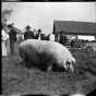 Black and white photograph of swine on display, 1905. 