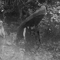 Black and white photograph of from left to right: Leonidas, John, and Bert Merritt exploring, 1890.