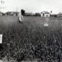 Black and white photograph of Grain Fields at the Northwest Experiment Station.