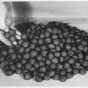 Taconite pellets, ca. 1950.