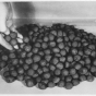 Taconite pellets, ca. 1950.