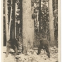 Lumberjacks fell a white pine, the “Monarch of the Forest,” for the Virginia and Rainy Lake Company, ca. 1928.