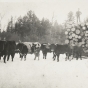 Oxen pulling a sled of white pine logs near Hinckley in Pine County, 1885.