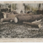 Skidding white pine logs with drays. Virginia and Rainy Lake County, Virginia, Minnesota, ca. 1928.