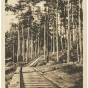  Logging tracks laid through the pine forest by the Virginia and Rainy Lake Company, ca. 1928.