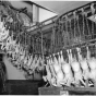 Black and white photograph of turkeys being processed, Farmers Produce Company, Willmar, ca. 1960.