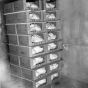 Black and white photograph of turkeys that are ready to be put into the freezer, Farmers Produce Company, Willmar, ca. 1960.