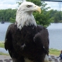 Color image of Harriet, a female bald eagle and one of the National Eagle Center's first ambassadors.