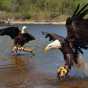 Color image of Bald eagles Harriet and Angel: the National Eagle Center's first ambassadors.