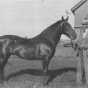 Black and white photograph of Northwest Experiment Station’s first superintendent, Torger Hoverstad, standing with one of the Experiment Station horses.