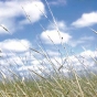 Wild rice growing at Nett Lake