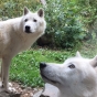 Arctic wolves