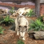 Exhibit at International Wolf Center