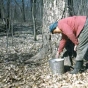 Color acetate film slide of Violet Weyaus gathering maple syrup on the Mille Lacs Reservation on April 19, 1947. Photographed by Monroe P. Killy.