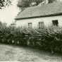 Planted barberry bushes displayed as ornamentals around a home in Minnesota, ca. 1918.