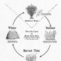 Diagram showing the different stages of black stem-rust disease—the kind that attacks the barberry bush. Date unknown.