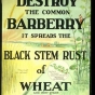 Publicity poster to promote destruction of barberry bushes—an example of public education about barberry eradication. Date unknown.