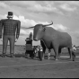 Paul Bunyan and Babe the Blue Ox statues in summer