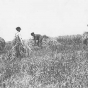 Black and white photograph of boys at work on the farm of the State School, c.1910.