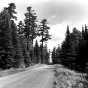 White pines along the Gunflint Trail in Cook County, Minnesota. Photograph by Norton & Peel, July 30, 1954.